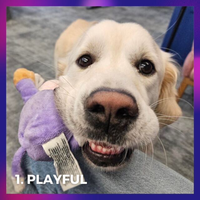 Our biggest ambassador, the golden retriever named Džiugas, is here with the best snout photos to brighten your day. 🐕 

Rate your day and follow up in the comment section - Which Džiugas are you today? 

Oh and if you know a friend who needs to see the cuteness overload today, don’t hesitate to share this post with them! 🐾

#seomarketing #digitalmarketing #officelife #dog #fortismedia